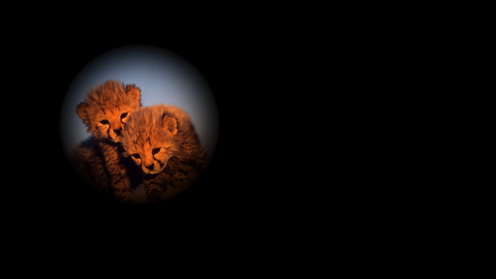 Spotlight attractor